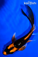 5.25" DOITSU ORENJI MATSUBA BUTTERFLY