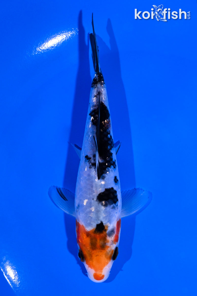 5" GINRIN SANKE