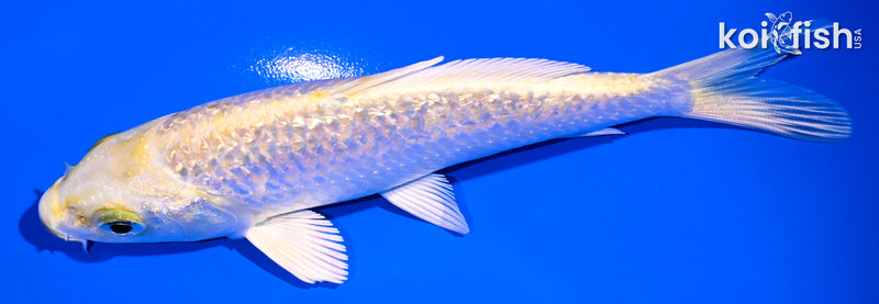5" GINRIN YAMABUKI OGON