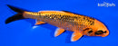 6.5" GINRIN ORENJI MATSUBA