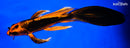 8.5" KIN ORENJI MATSUBA BUTTERFLY