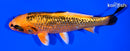 6.5" GINRIN ORENJI MATSUBA