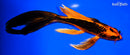 8.5" KIN ORENJI MATSUBA BUTTERFLY