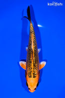 6.5" GINRIN ORENJI MATSUBA