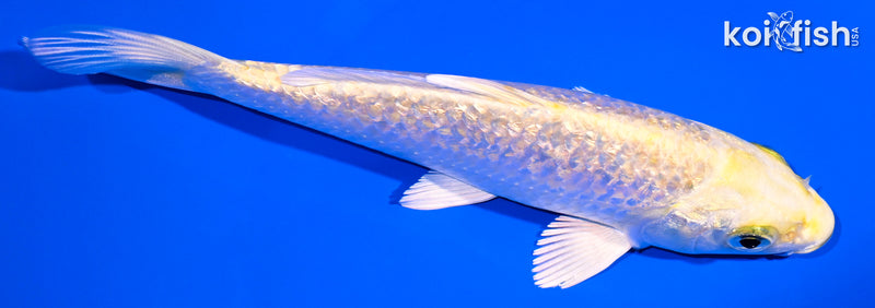 5" GINRIN YAMABUKI OGON