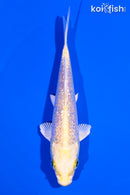 5" GINRIN YAMABUKI OGON