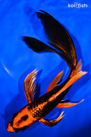 8.5" KIN ORENJI MATSUBA BUTTERFLY