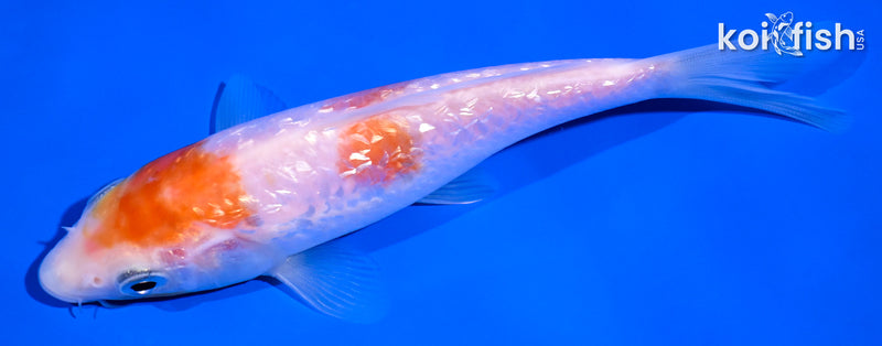 5" GINRIN NIDAN KOHAKU