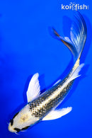 6" KUJAKU BUTTERFLY
