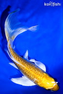7" GINRIN YAMABUKI OGON BUTTERFLY