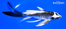 6" KIKOKURYU BUTTERFLY