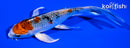 5.75" KUJAKU BUTTERFLY