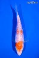 5" GINRIN NIDAN KOHAKU