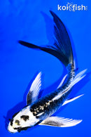 6" KIKOKURYU BUTTERFLY
