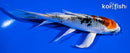 5.75" KUJAKU BUTTERFLY