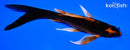 6.5" ORENJI MATSUBA BUTTERFLY