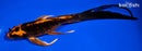 7.5" ORENJI MATSUBA BUTTERFLY