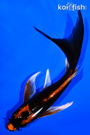 6.5" ORENJI MATSUBA BUTTERFLY