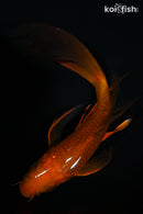7.5" CHAGOI BUTTERFLY