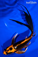 7.5" ORENJI MATSUBA BUTTERFLY