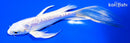 6.5" DOITSU PLATINUM OGON BUTTERFLY