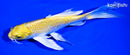 6.5" YAMABUKI OGON BUTTERFLY