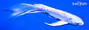 6.5" DOITSU PLATINUM OGON BUTTERFLY