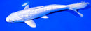 7.5" GINRIN PLATINUM OGON