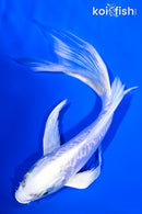 6.5" DOITSU PLATINUM OGON BUTTERFLY