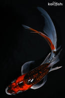 8" GINRIN GOSHIKI BUTTERFLY