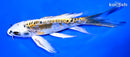 7" KIN KIKOKURYU BUTTERFLY