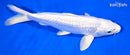 7.5" GINRIN PLATINUM OGON