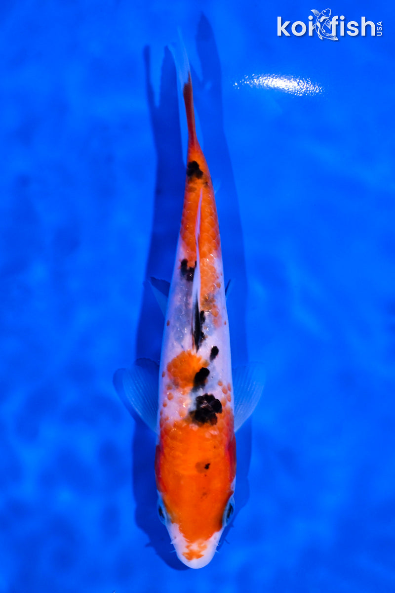 5.75" SANKE
