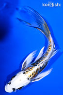 7" KIN KIKOKURYU BUTTERFLY
