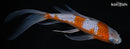 8.25" OCHIBA SHIGURE BUTTERFLY