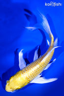 6.5" YAMABUKI OGON BUTTERFLY