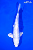 7.5" GINRIN PLATINUM OGON
