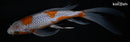 8.25" OCHIBA SHIGURE BUTTERFLY
