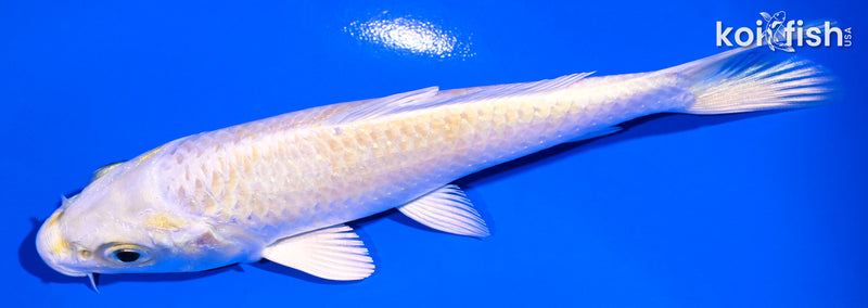 5" LEMON HARIWAKE