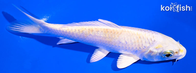5" LEMON HARIWAKE