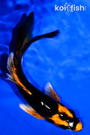 5.5" ORENJI MATSUBA BUTTERFLY