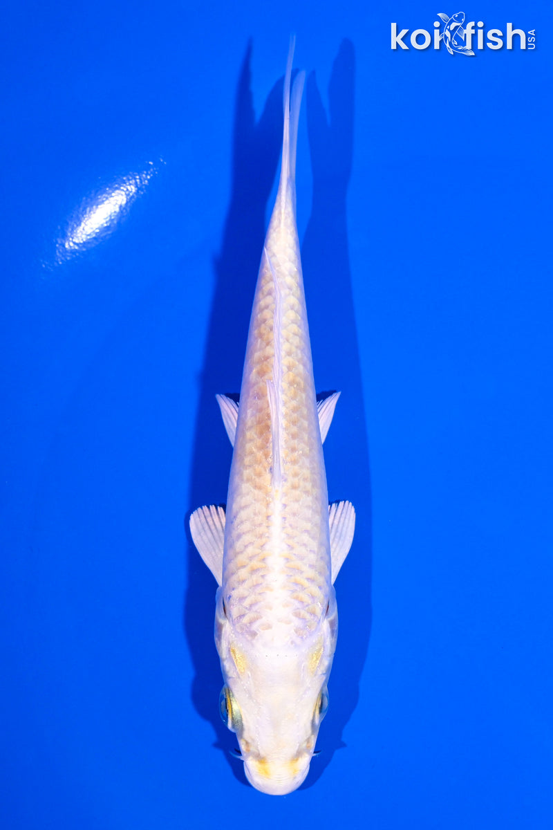 5" LEMON HARIWAKE