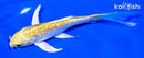 5.5" GINRIN YAMABUKI OGON BUTTERFLY