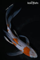8.25" OCHIBA SHIGURE BUTTERFLY
