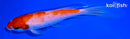 7.25" KOHAKU BUTTERFLY