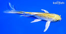 5.5" GINRIN YAMABUKI OGON BUTTERFLY