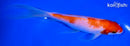 7.25" KOHAKU BUTTERFLY