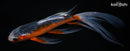 8.25" ASAGI BUTTERFLY