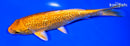 7" GINRIN ORENJI OGON