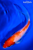 7.25" KOHAKU BUTTERFLY